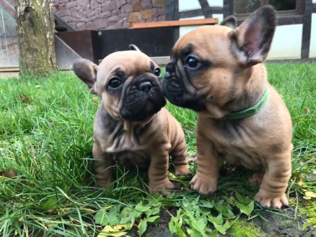 chiot Bouledogue français des gardiens de Leana