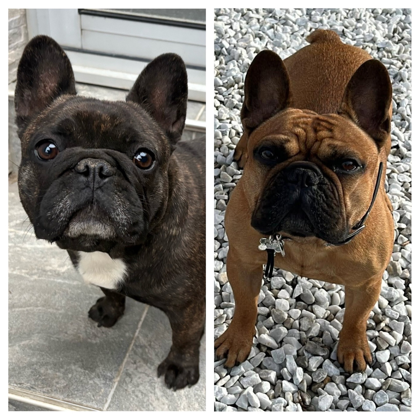 La gestation d'Utah est confirmée.