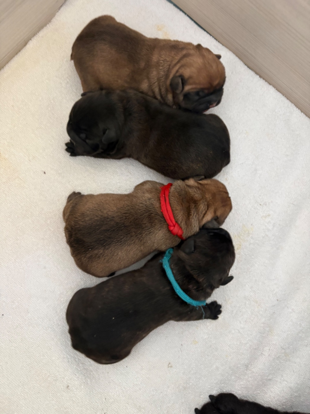 Les chiots sont nés !