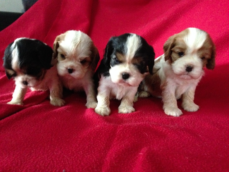 des gardiens de Leana - Cavalier King Charles Spaniel - Portée née le 24/05/2014