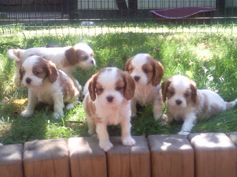 des gardiens de Leana - Cavalier King Charles Spaniel - Portée née le 13/07/2009