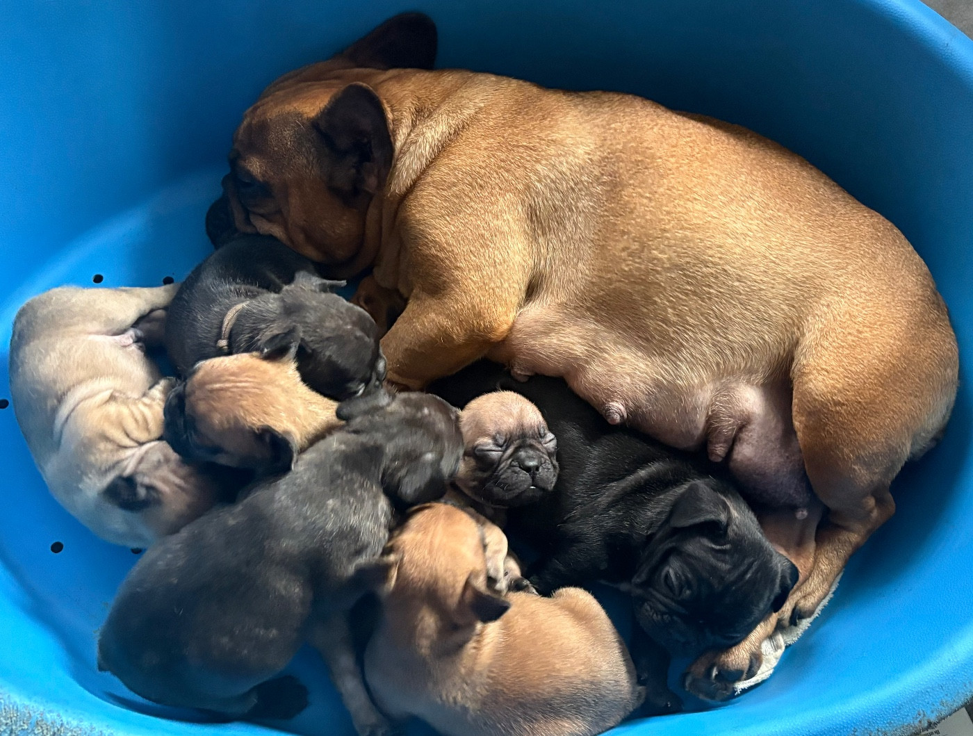 des gardiens de Leana - Bouledogue français - Portée née le 02/10/2025
