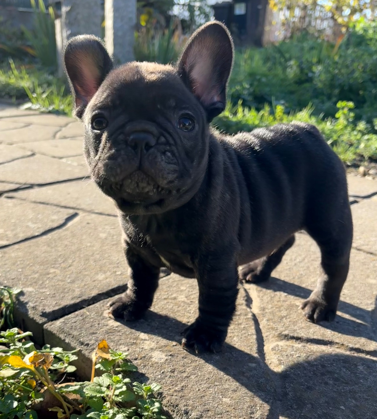des gardiens de Leana - Chiots disponibles - Bouledogue français