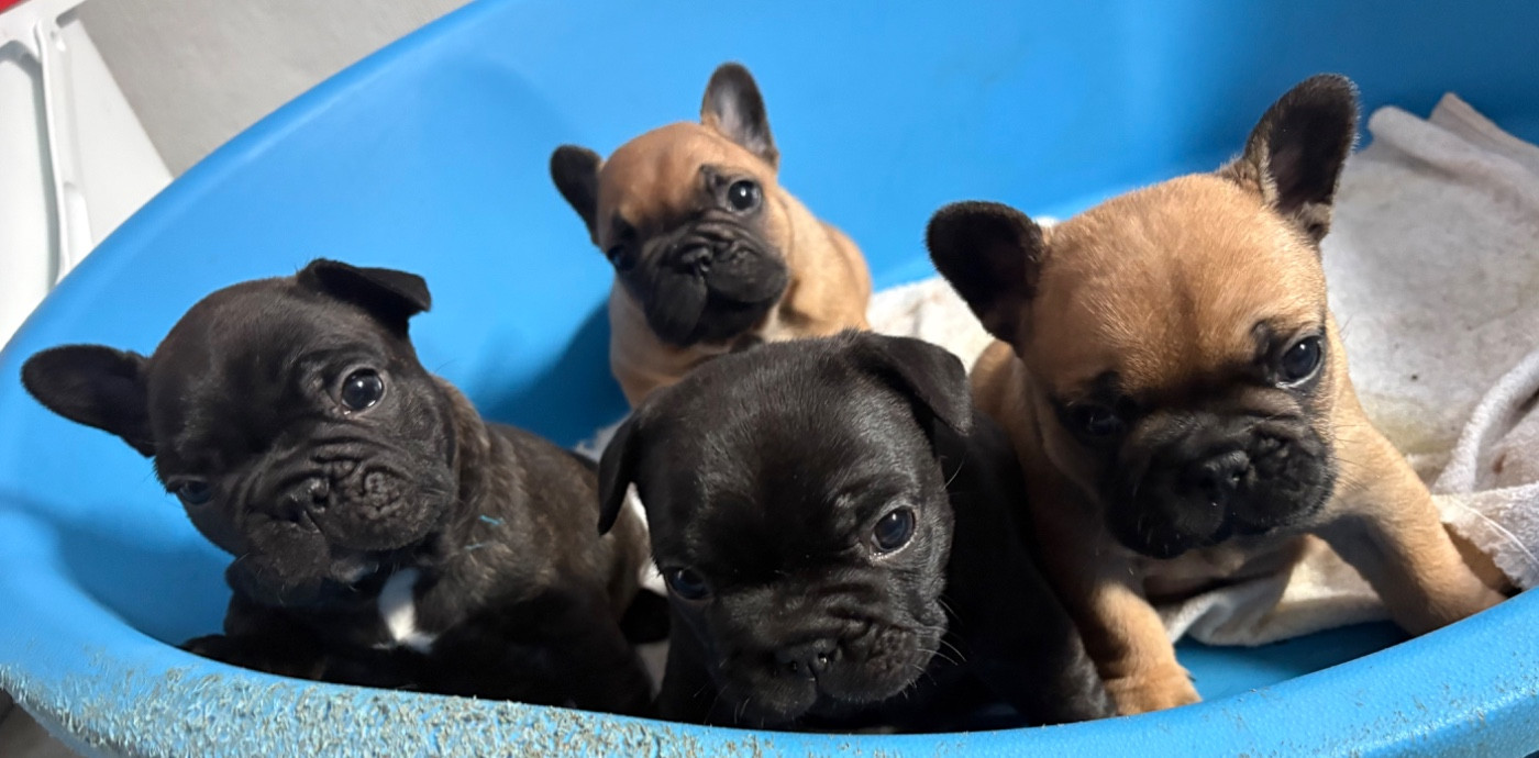 Chiot Bouledogue français des gardiens de Leana