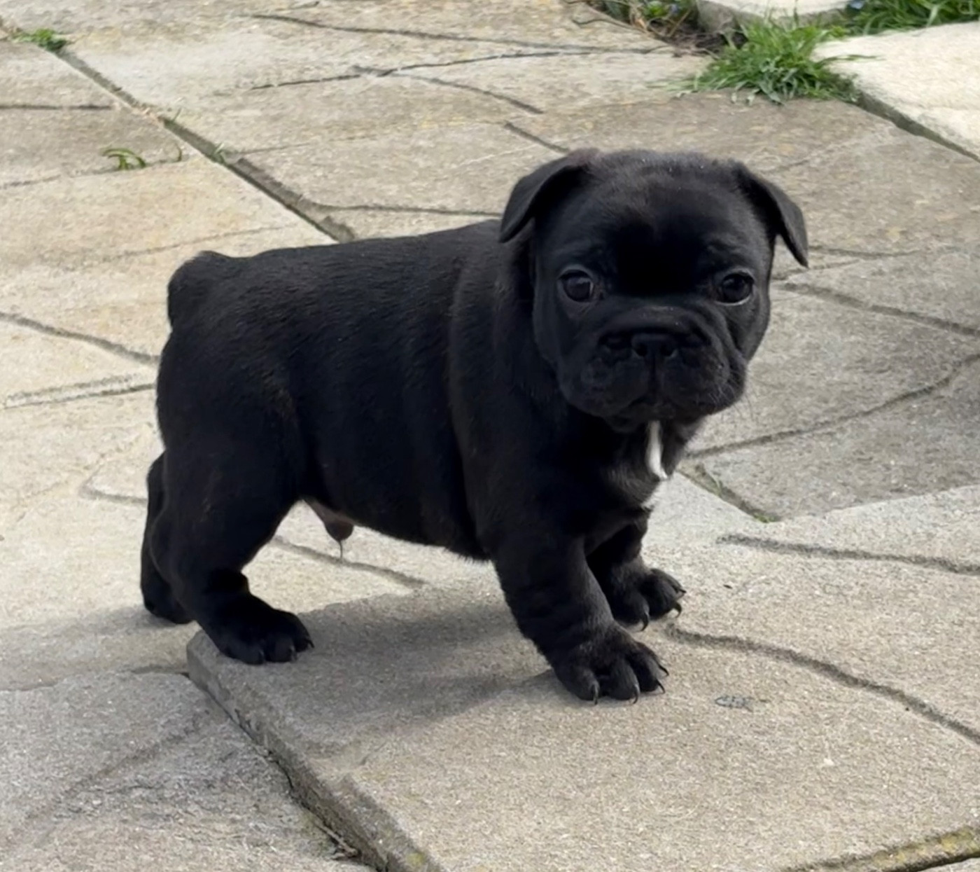 des gardiens de Leana - Chiots disponibles - Bouledogue français