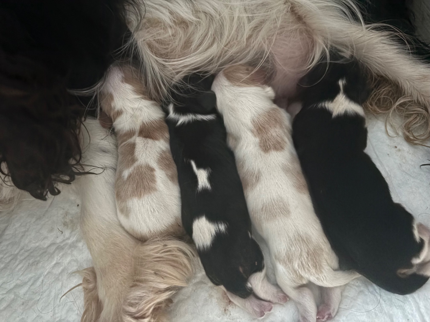 des gardiens de Leana - Cavalier King Charles Spaniel - Portée née le 16/05/2026