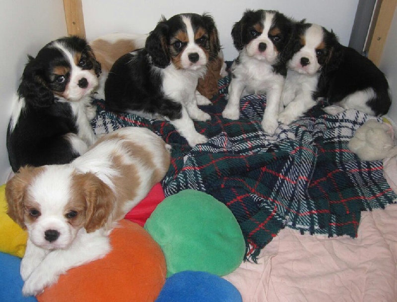 des gardiens de Leana - Cavalier King Charles Spaniel - Portée née le 09/09/2011