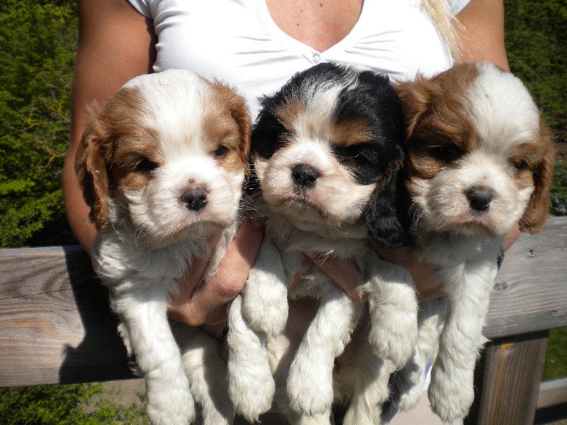 des gardiens de Leana - Cavalier King Charles Spaniel - Portée née le 11/03/2011