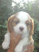 Elliot