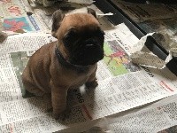 CHIOT