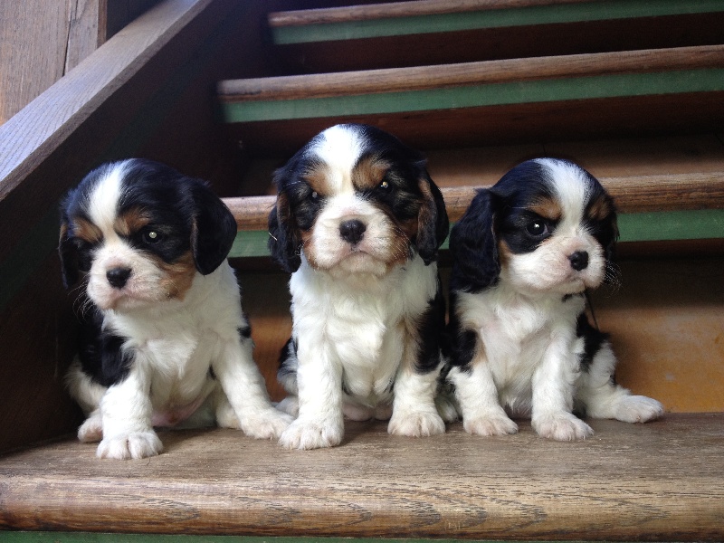 des gardiens de Leana - Cavalier King Charles Spaniel - Portée née le 13/07/2012