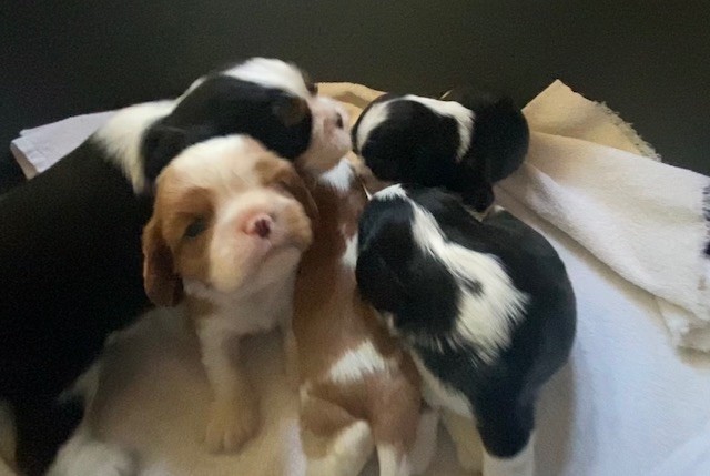 Chiot Cavalier King Charles Spaniel des gardiens de Leana
